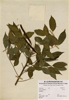 藏品(望江南)的圖片